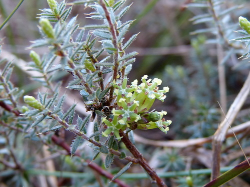 Acrotriche serrulata (Honey-pots) (alternate view 3)