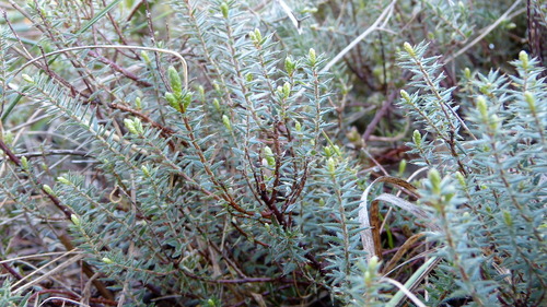 Acrotriche serrulata (Honey-pots) (alternate view 5)