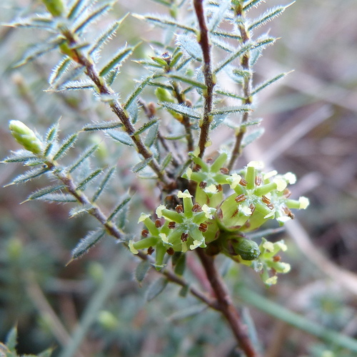 Acrotriche serrulata (Honey-pots) (alternate view 4)