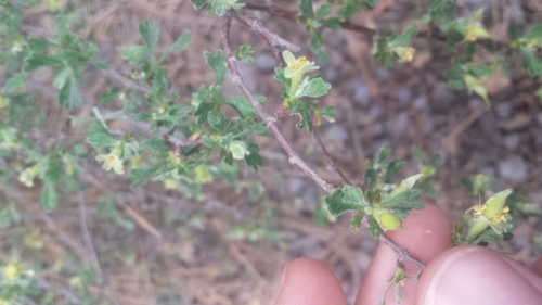 Purshia tridentata (Antelope Bitterbrush) (alternate view 3)