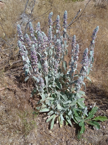 Stachys byzantina (lamb's ears) (alternate view 8)