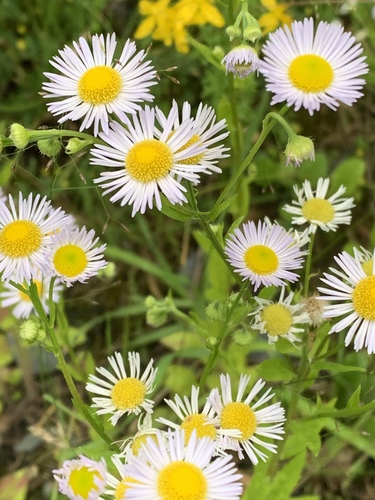 Erigeron annuus (annual fleabane)