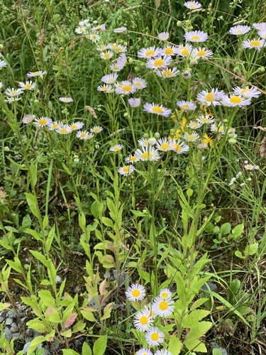 Erigeron annuus (annual fleabane)
