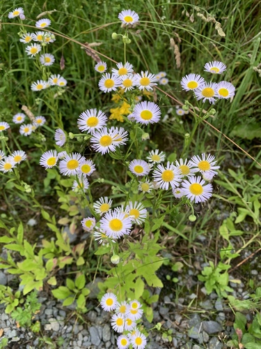 Erigeron annuus (annual fleabane)