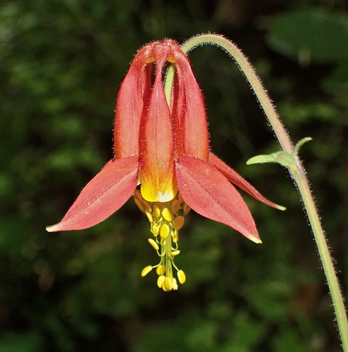 Aquilegia formosa (Red Columbine) (alternate view 4)
