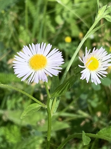 Erigeron annuus (annual fleabane)