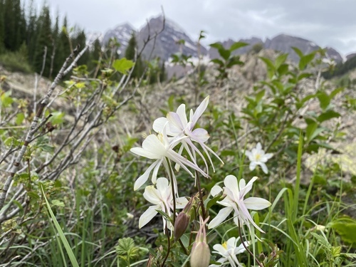 Aquilegia coerulea (blue columbine) (alternate view 5)