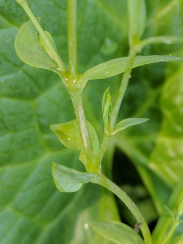 Stellaria alsine (Bog Stitchwort)