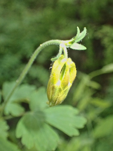 Aquilegia formosa (Red Columbine) (alternate view 5)