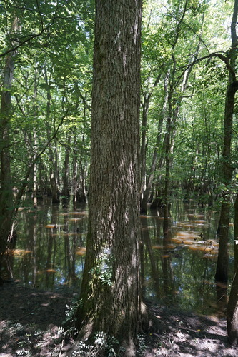 Carya illinoinensis (pecan)