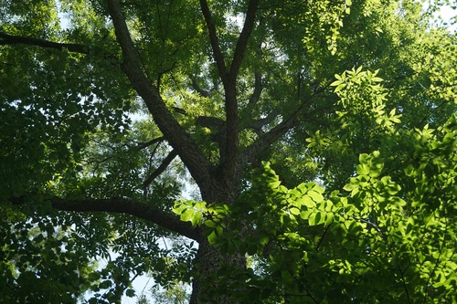 Carya illinoinensis (pecan)