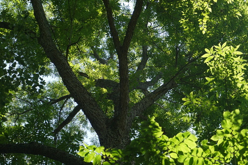 Carya illinoinensis (pecan)