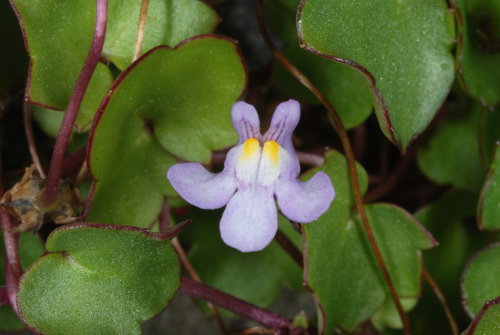 Cymbalaria muralis (Ivy-leaved toadflax)