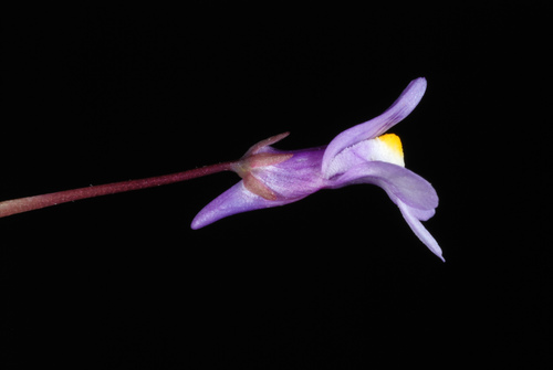 Cymbalaria muralis (Ivy-leaved toadflax)