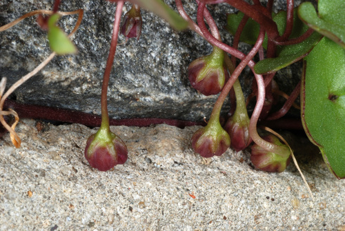 Cymbalaria muralis (Ivy-leaved toadflax)