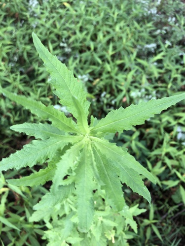 Dysphania ambrosioides (Mexican tea)