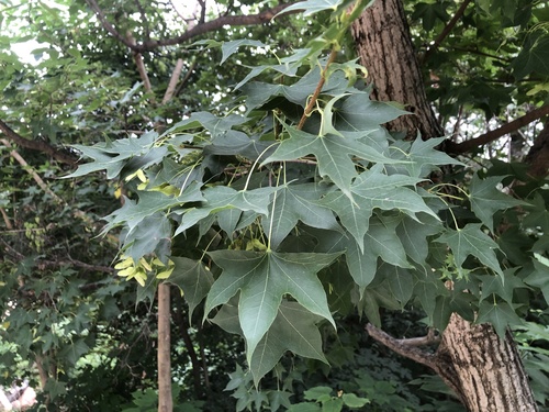 Acer truncatum (Shantung Maple) (alternate view 3)