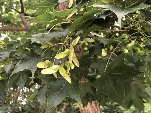 Acer truncatum (Shantung Maple)