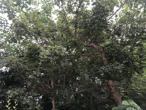 Acer truncatum (Shantung Maple) (alternate view 2)