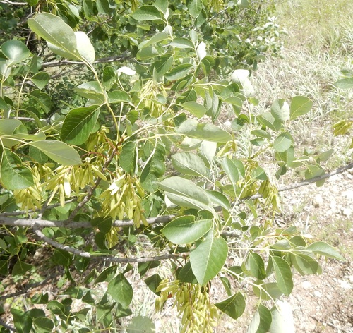 Fraxinus albicans (Texas ash)