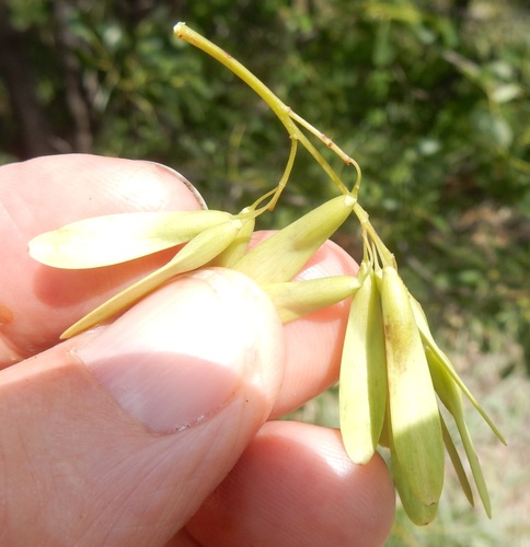 Fraxinus albicans (Texas ash) (alternate view 2)