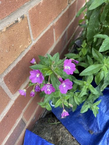 Epilobium hirsutum (Great Willowherb)