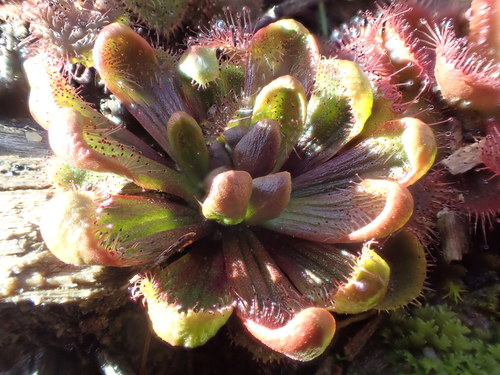 Drosera whittakeri (Whittaker's sundew) (alternate view 2)