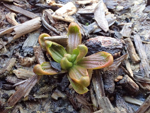 Drosera whittakeri (Whittaker's sundew)