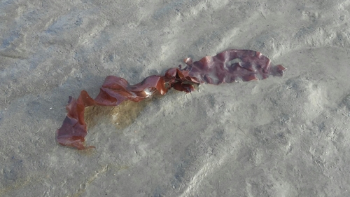 Palmaria palmata (Dulse)