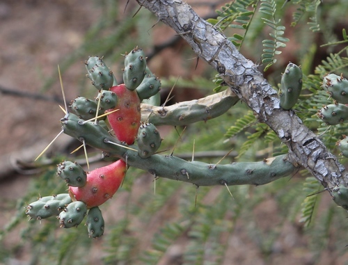 Cylindropuntia kleiniae (Klein's Cholla)