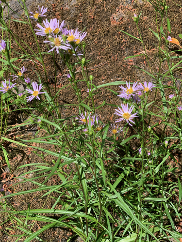 Symphyotrichum subspicatum (Douglas' aster) (alternate view 3)