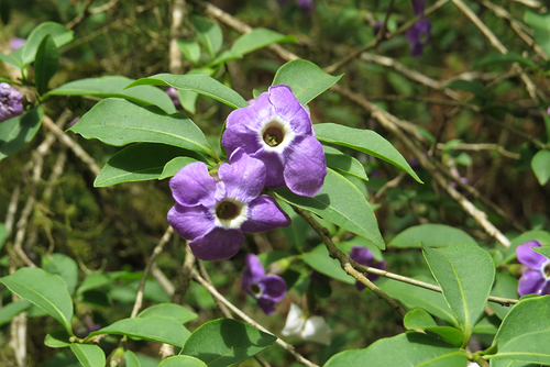 Brunfelsia (raintrees) (alternate view 9)