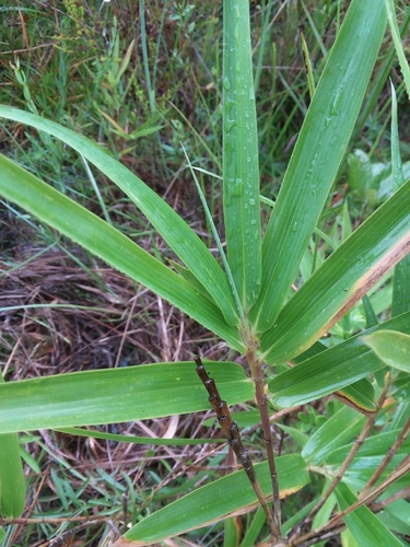 Arundinaria tecta (switch cane) (alternate view 3)