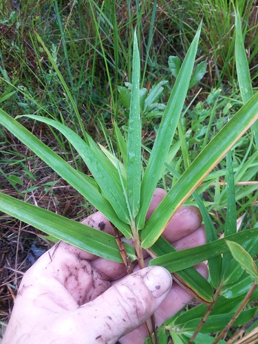 Arundinaria tecta (switch cane) (alternate view 4)