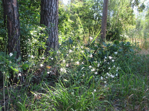 Anthericum ramosum (alternate view 12)