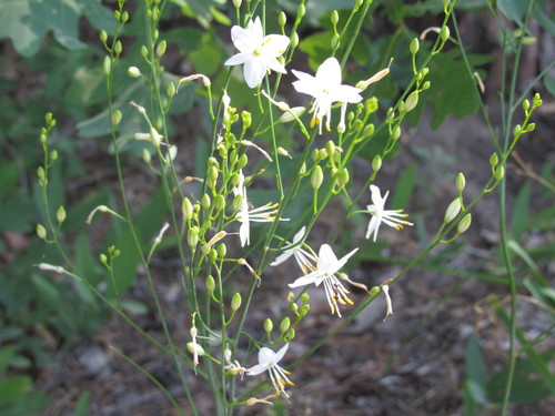 Anthericum ramosum (alternate view 13)