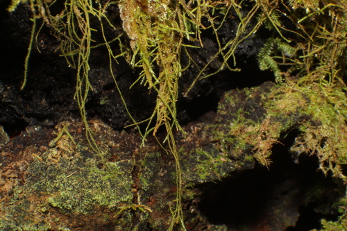 Thuidiopsis sparsa (Sparse Fern Moss)