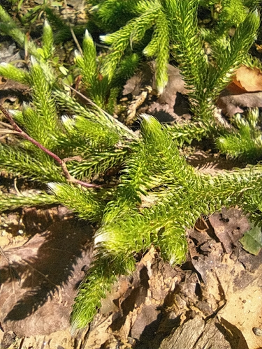 Lycopodium clavatum (stag's-horn clubmoss)