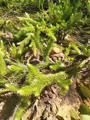 Lycopodium clavatum (stag's-horn clubmoss)