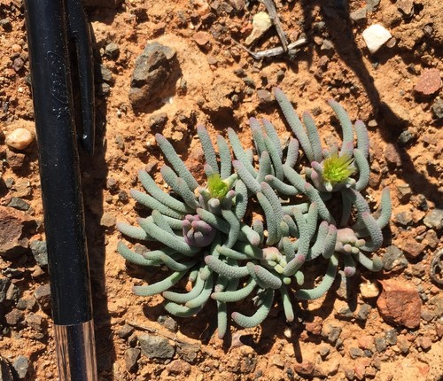 Mesembryanthemum (ice plants) (alternate view 8)