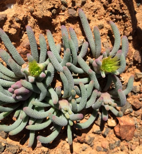 Mesembryanthemum (ice plants) (alternate view 9)