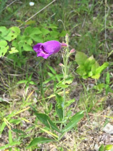Penstemon cobaea (cobaea beardtongue) (alternate view 6)