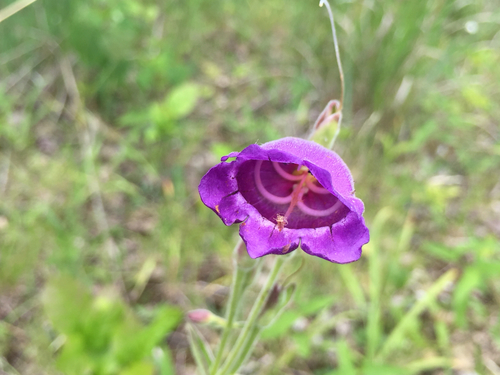 Penstemon cobaea (cobaea beardtongue) (alternate view 8)