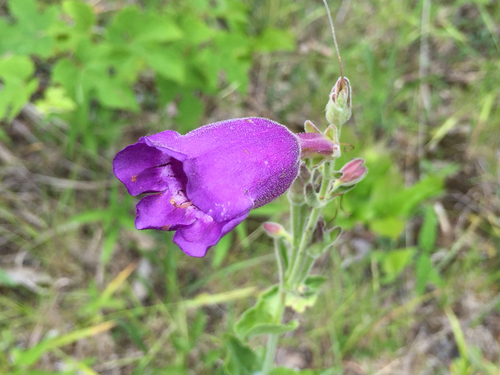 Penstemon cobaea (cobaea beardtongue) (alternate view 7)