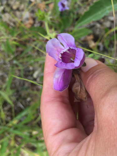 Penstemon cobaea (cobaea beardtongue) (alternate view 9)