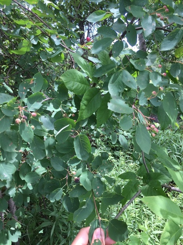 Amelanchier arborea (common serviceberry)