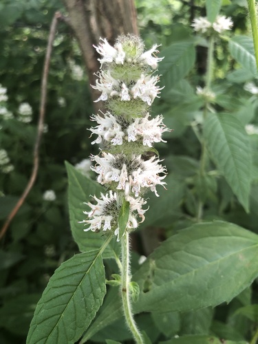 Blephilia hirsuta (Hairy Wood Mint) (alternate view 4)