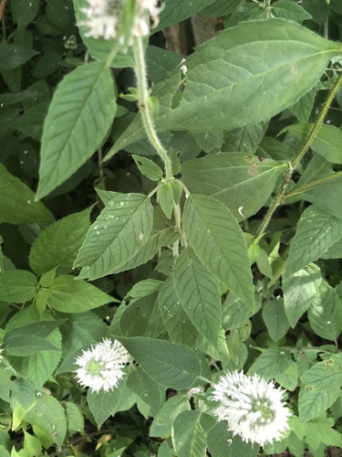 Blephilia hirsuta (Hairy Wood Mint) (alternate view 5)