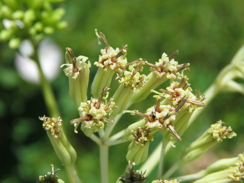Arnoglossum atriplicifolium (pale Indian plantain) (alternate view 5)