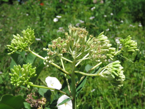 Arnoglossum atriplicifolium (pale Indian plantain) (alternate view 7)